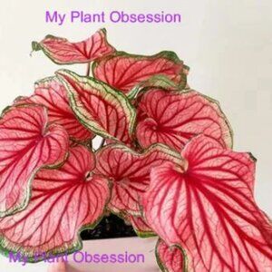 Caladium BULBS 'Puppy Love' Size #2(3 bulbs)